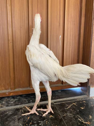 shamo male is available for sale