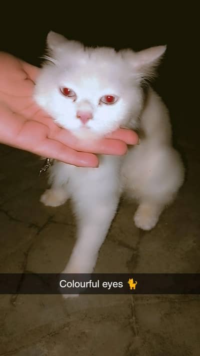 Persian cat 