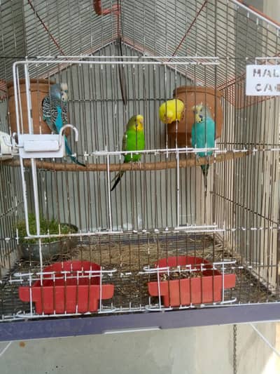 Beautiful Budgies 2 Breeder Pairs
