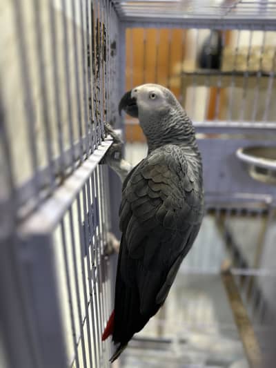 African Grey Parrot