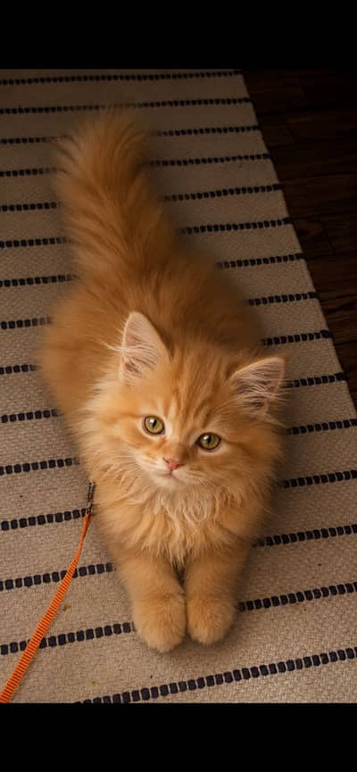 healthy kitten