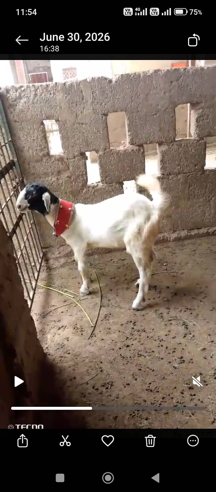 Goats 0