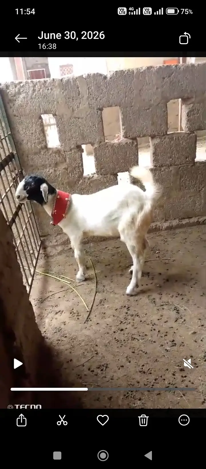 Goats