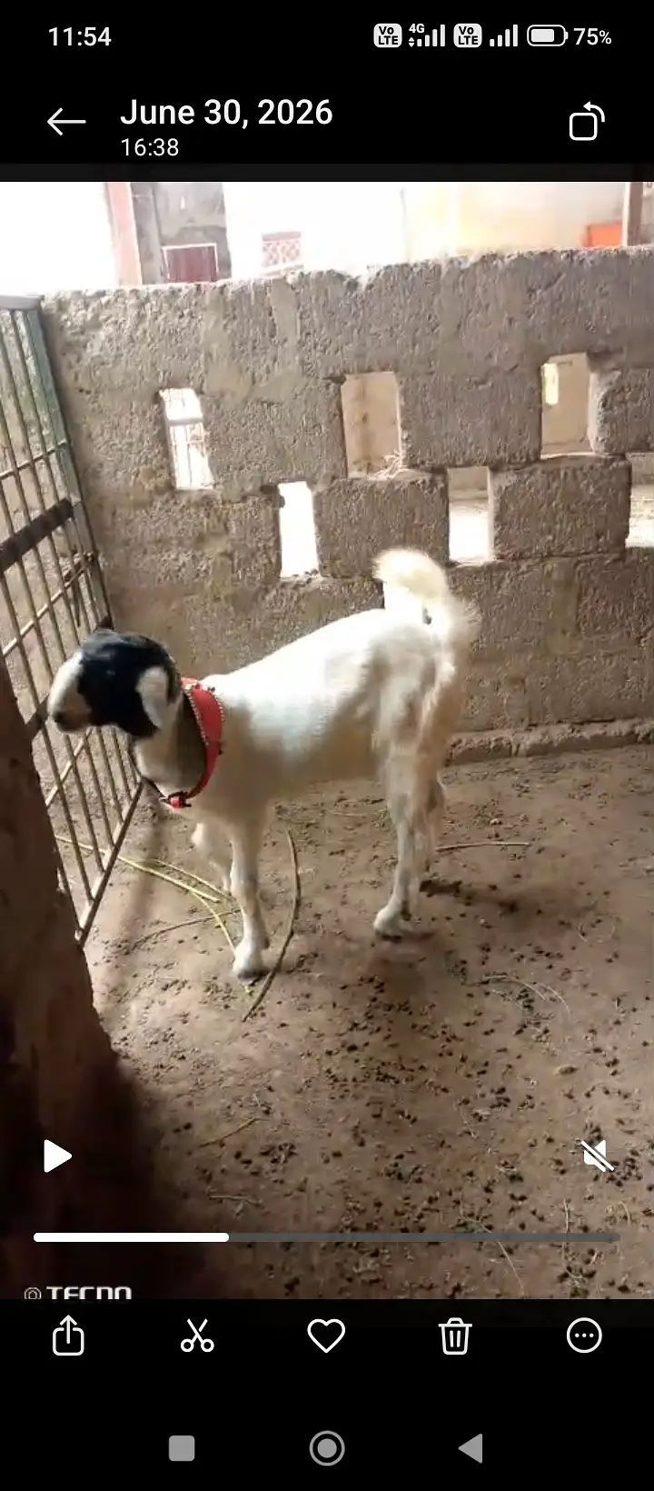 Goats — photo 2