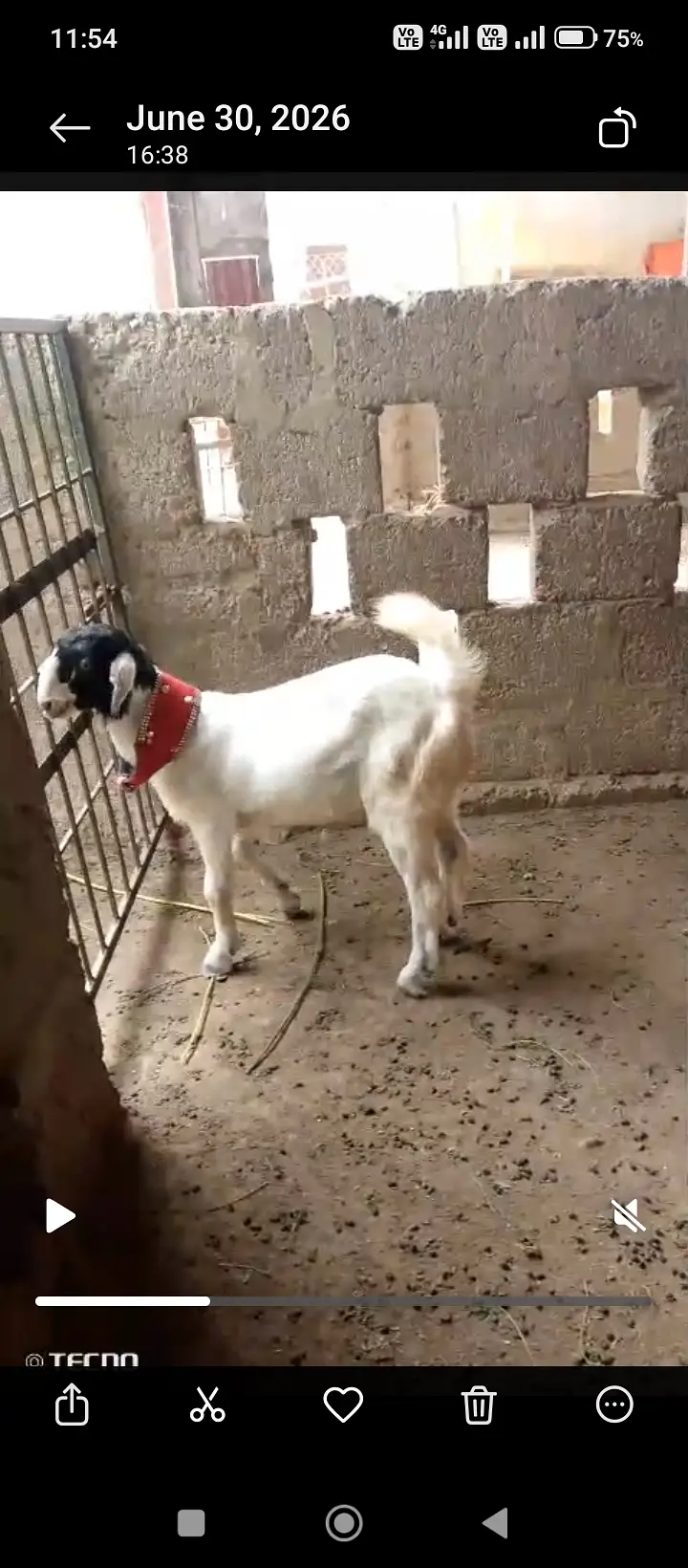 Goats — photo 3