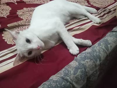 cat name Lucy free of cost washroom wagara washroom ma Karti ha urgent