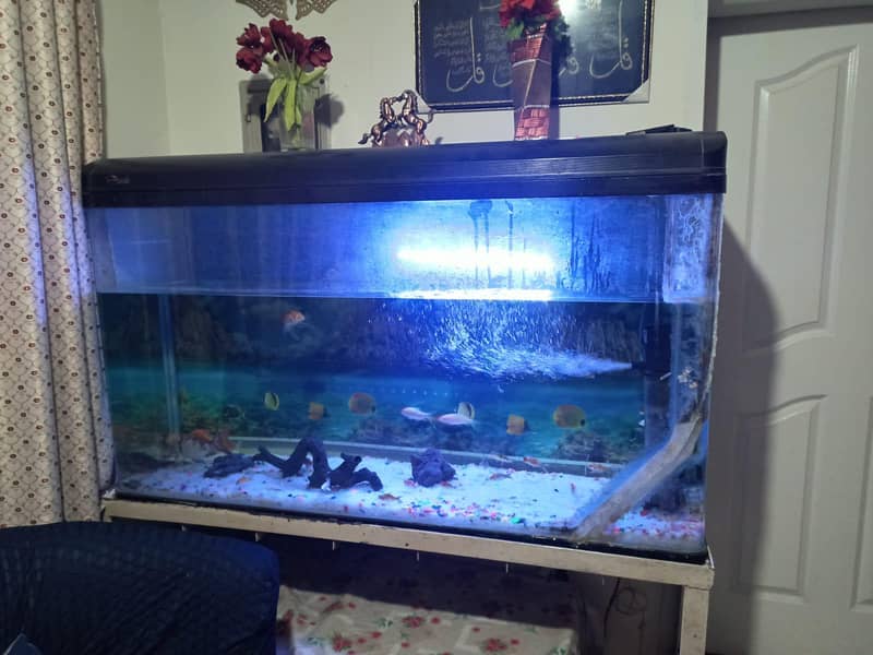 imported aquarium 1