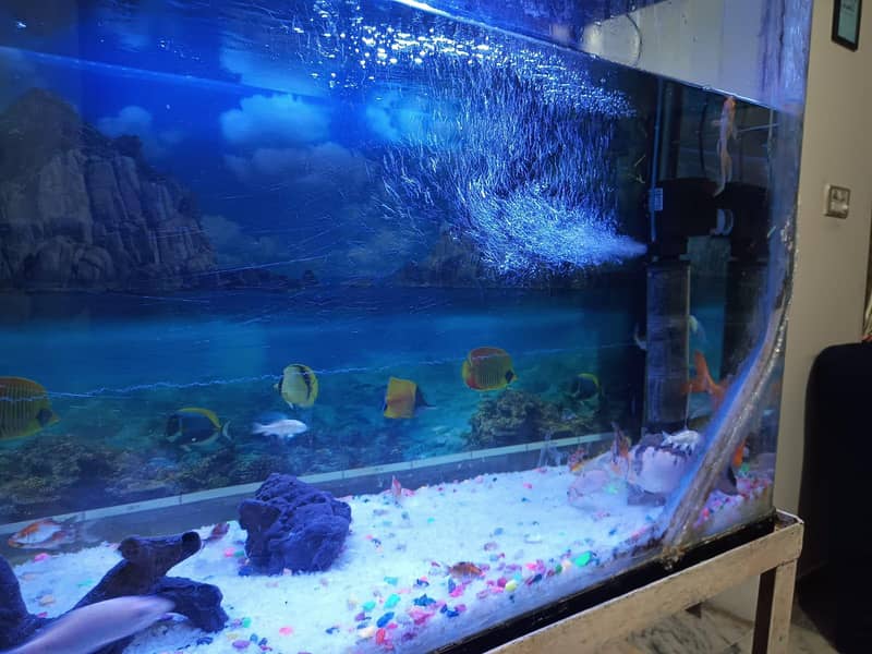 imported aquarium 2