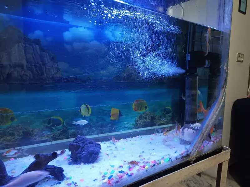 imported aquarium — photo 3