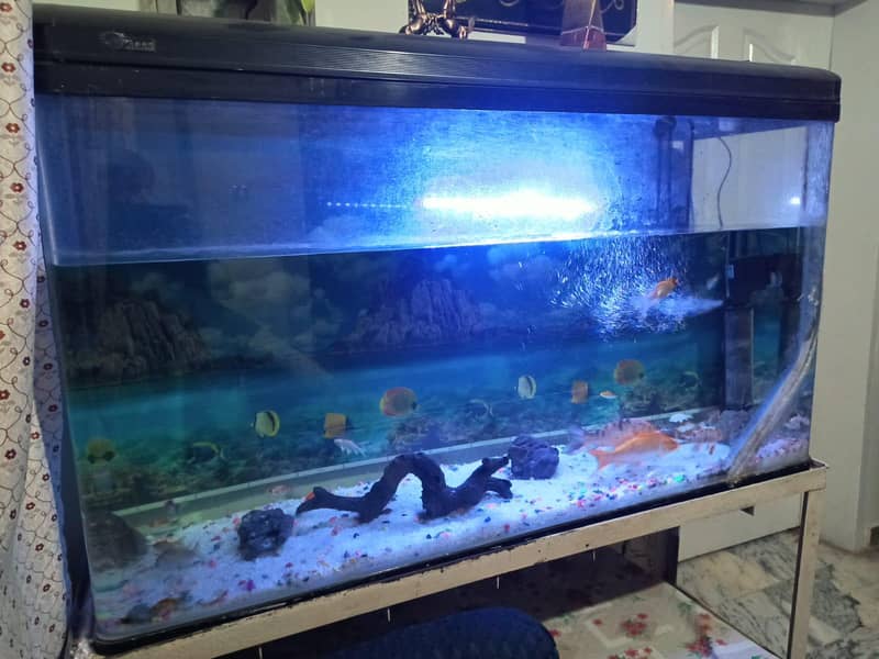 imported aquarium 3