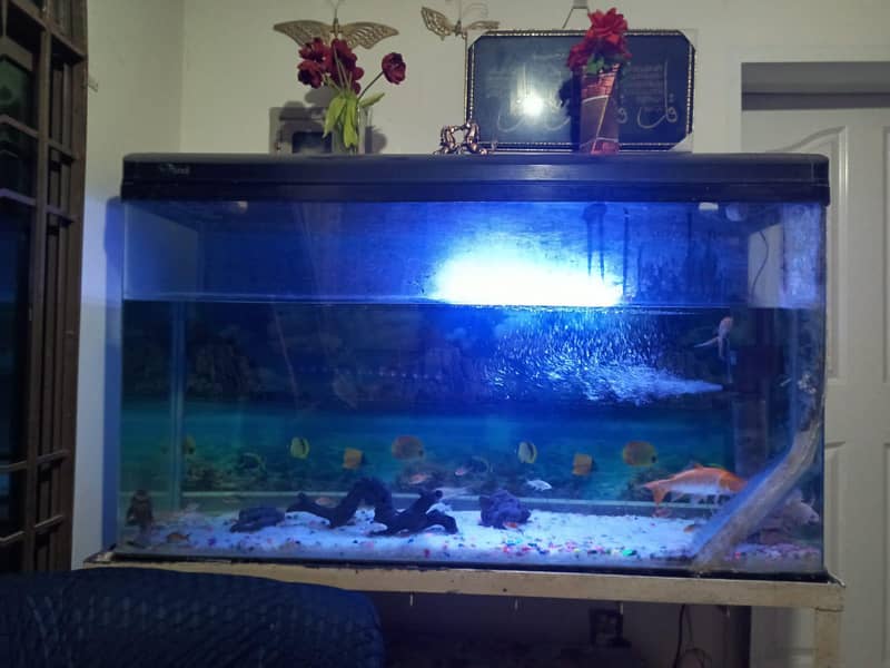 imported aquarium 4