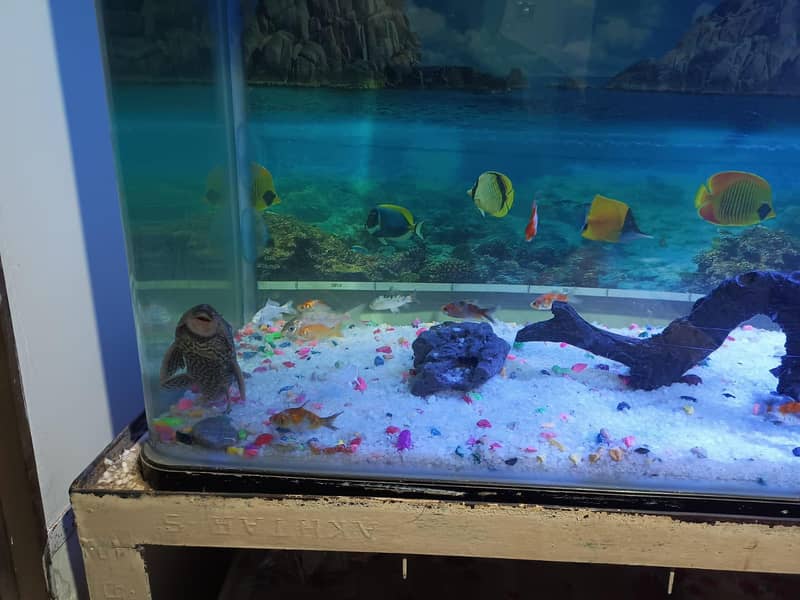 imported aquarium 5