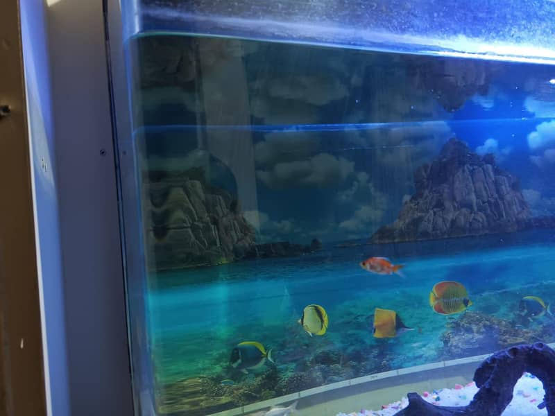 imported aquarium 6