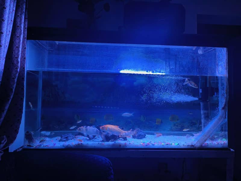 imported aquarium 7