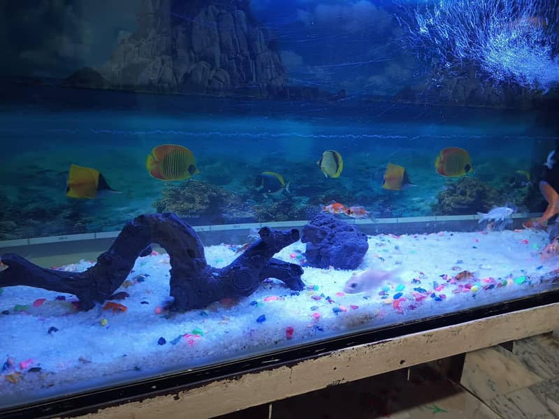 imported aquarium 8