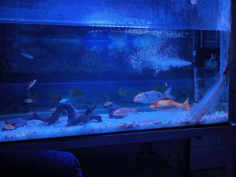 imported aquarium 9