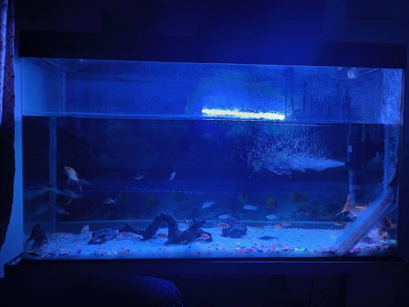 imported aquarium 10