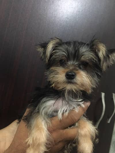 Imported Canadian Yorkshire Terrier Puppies