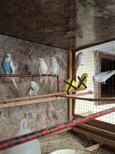 Australian Budgies  parrot