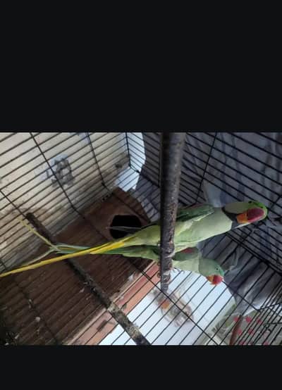 Raw Ringneck Parrot Available – Healthy & Active