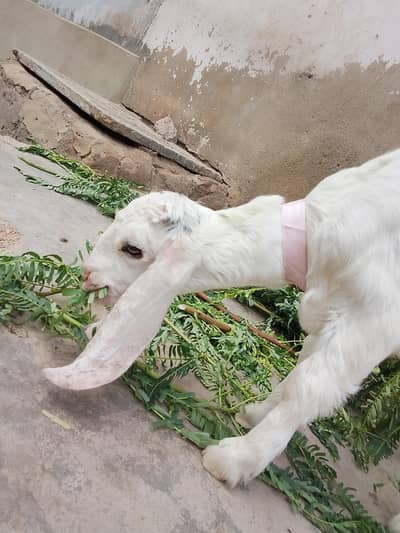 bakri Ka bacha kamori croos male hai danay per hai khata pita hai