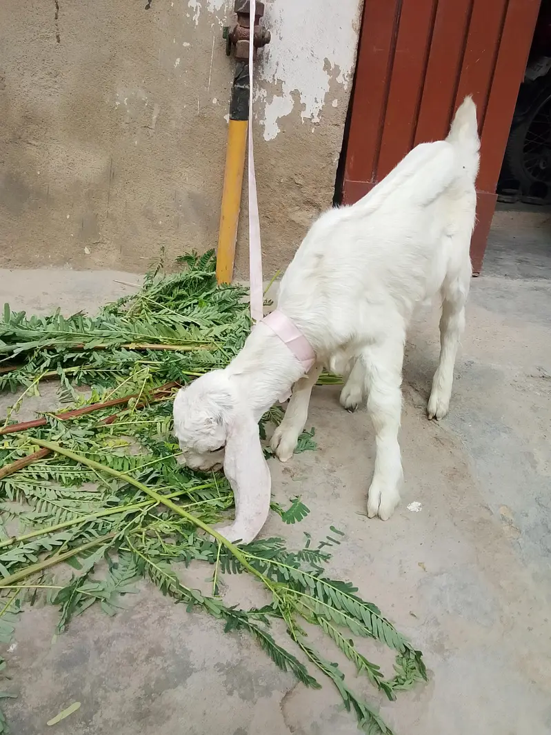 bakri Ka bacha kamori croos male hai danay per hai khata pita hai — photo 2