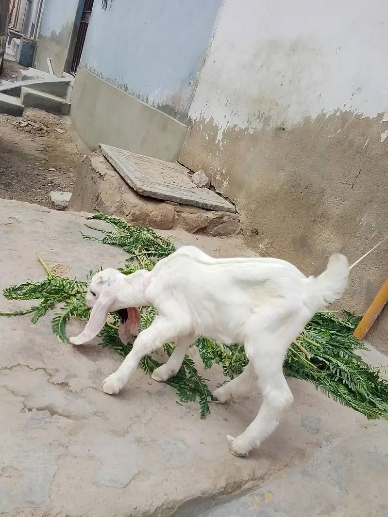 bakri Ka bacha kamori croos male hai danay per hai khata pita hai — photo 3