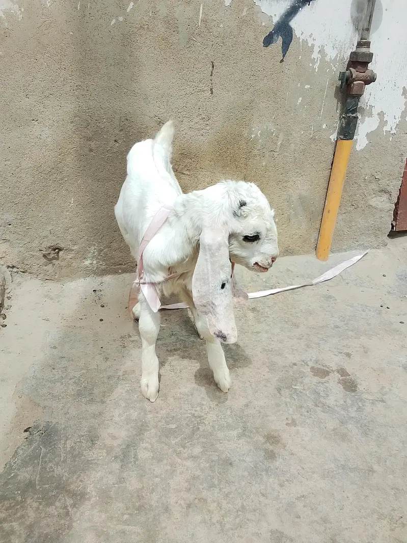 bakri Ka bacha kamori croos male hai danay per hai khata pita hai — photo 4