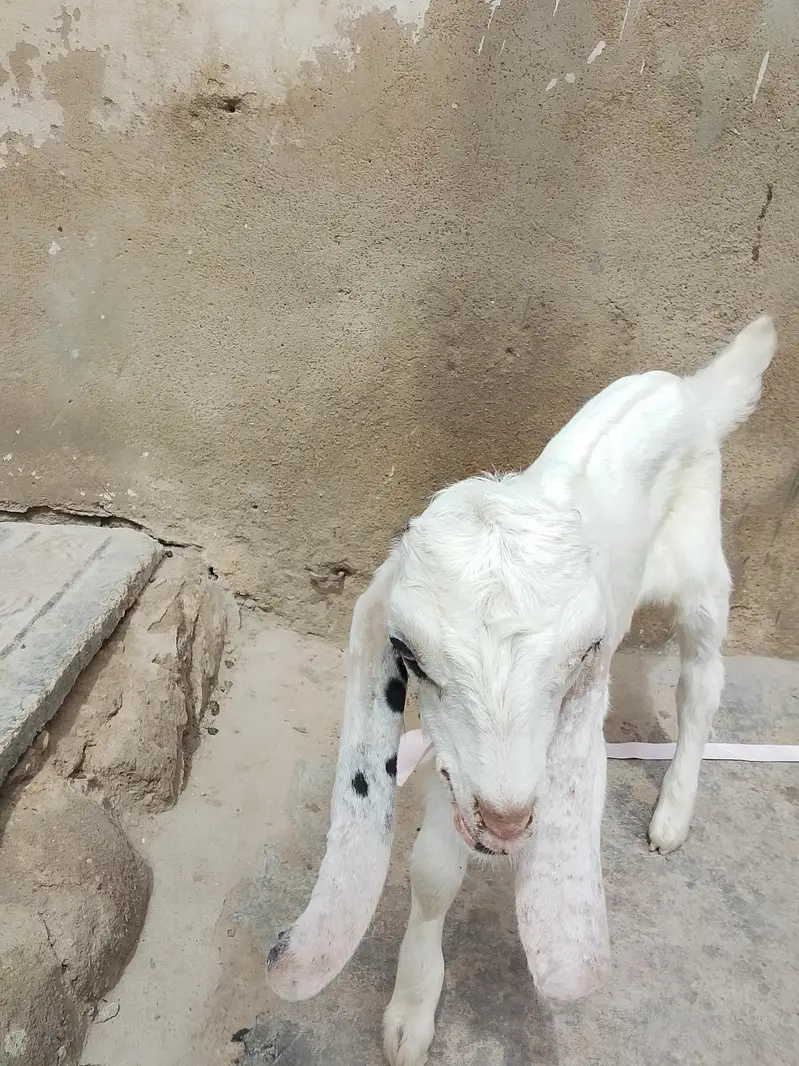 bakri Ka bacha kamori croos male hai danay per hai khata pita hai — photo 5