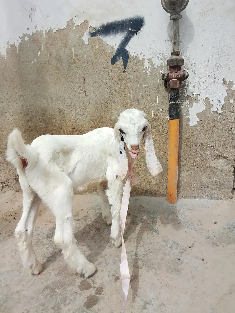 bakri Ka bacha kamori croos male hai danay per hai khata pita hai — photo 6