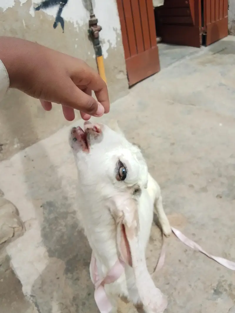 bakri Ka bacha kamori croos male hai danay per hai khata pita hai — photo 7