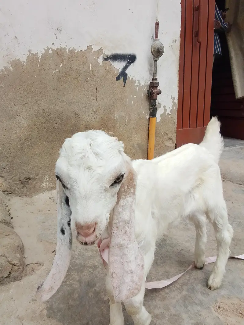 bakri Ka bacha kamori croos male hai danay per hai khata pita hai — photo 8