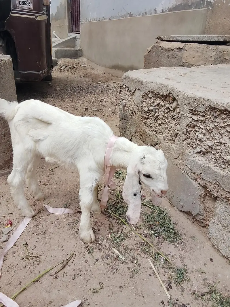 bakri Ka bacha kamori croos male hai danay per hai khata pita hai — photo 9