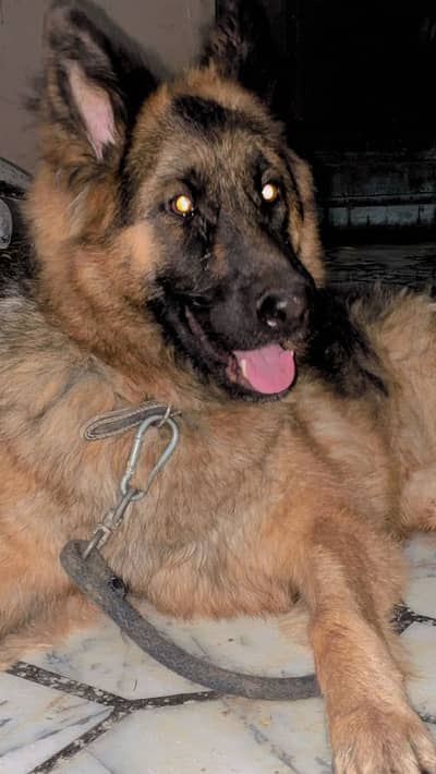 German shepherd long coat