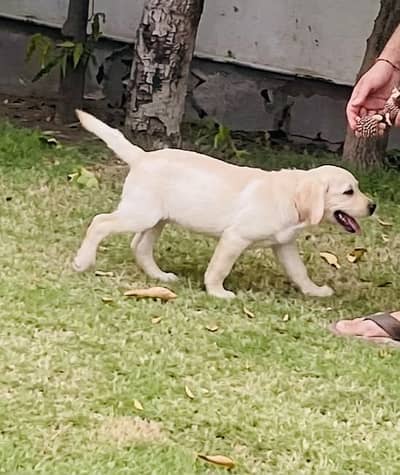 PKC pedigree  labrador female puppy for Sale