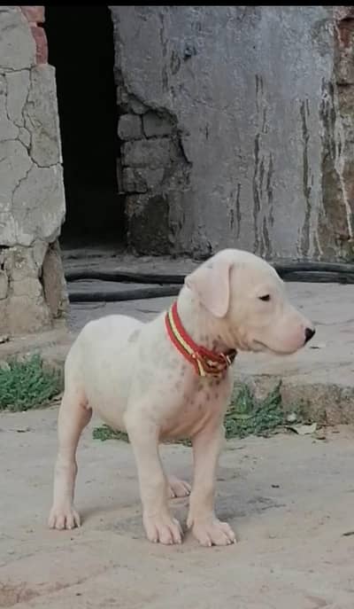 gultair male pup