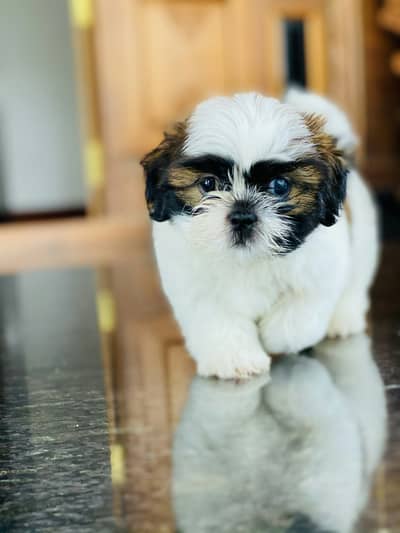 Shitzi Puppy’s Available