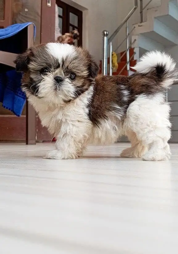Shitzi Puppy’s Available — photo 2