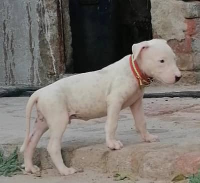 kohati gultair male puppy