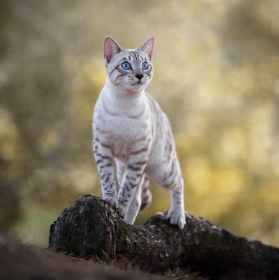 Bengal Cats Adult +Kitten Available