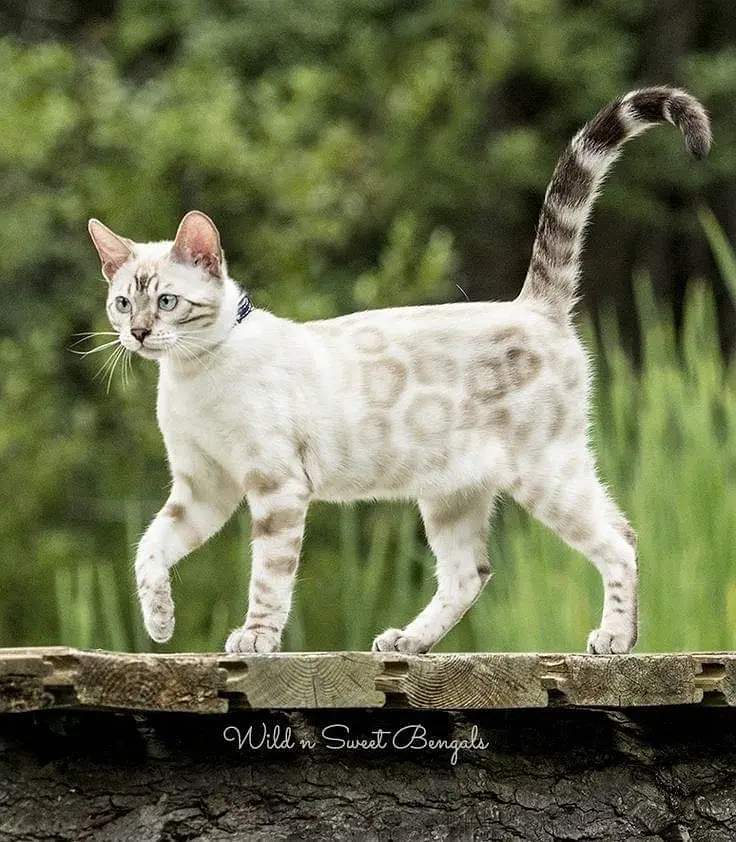 Bengal Cats Adult +Kitten Available — photo 2