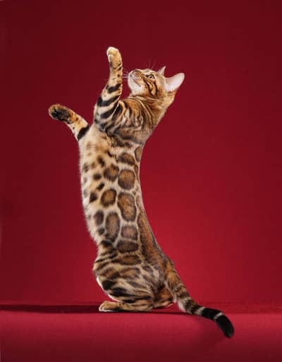Bengal Cats Adult +Kitten Available