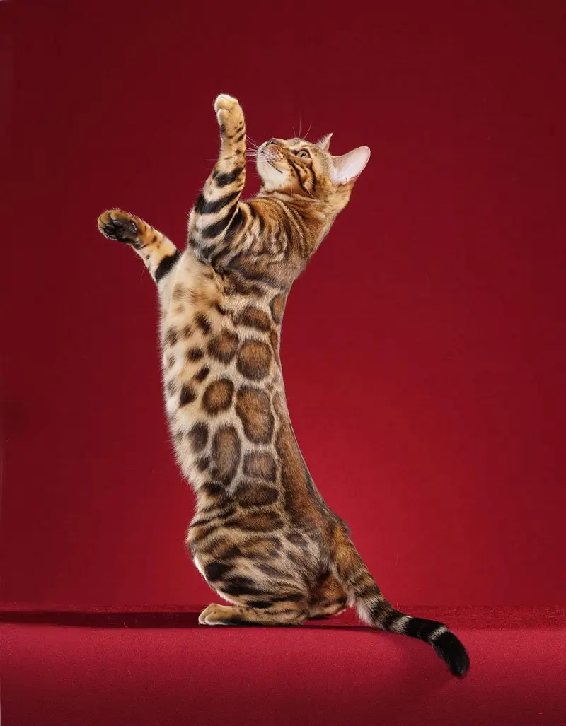 Bengal Cats Adult +Kitten Available — photo 3