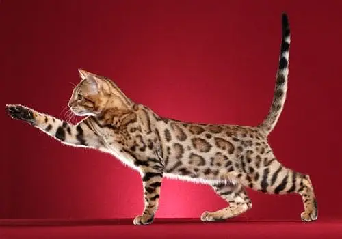 Bengal Cats Adult +Kitten Available — photo 4