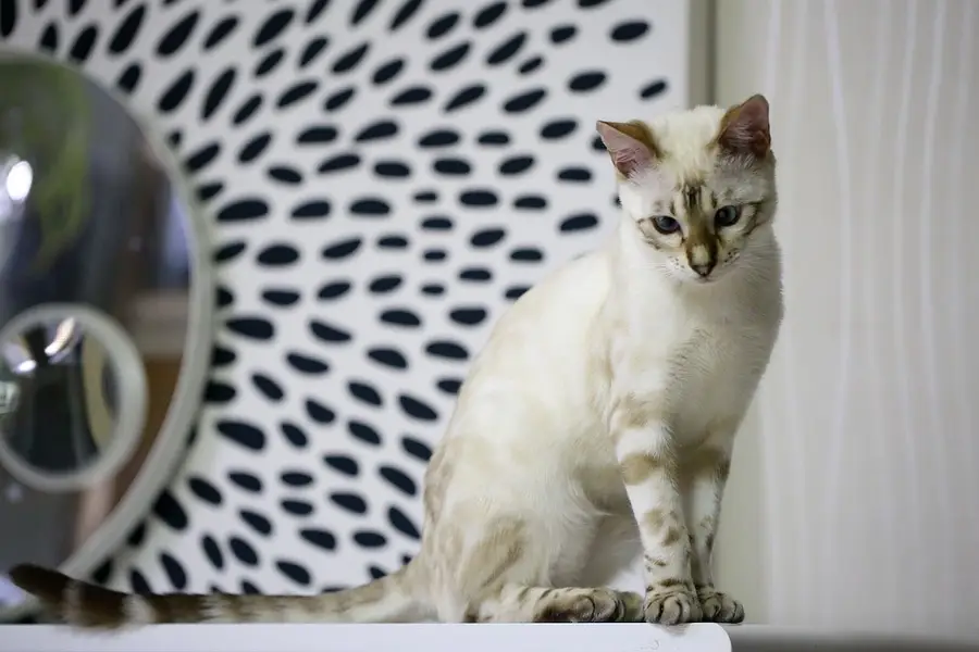 Bengal Cats Adult +Kitten Available — photo 5