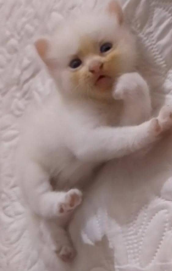 kittens 0
