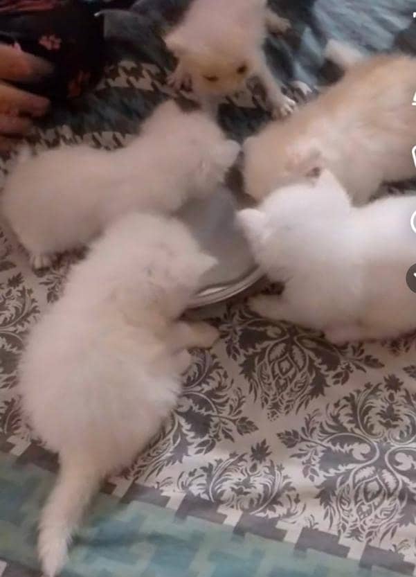 kittens 1