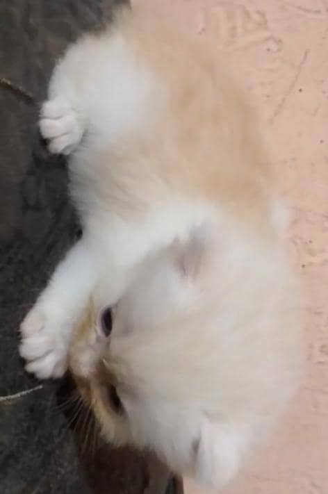 kittens 2