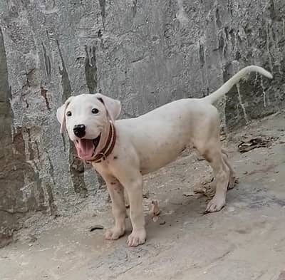 pure gultair female puppy