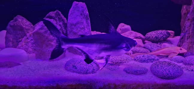 Naja Shark ( Paroon Shark ) almost 10 inch